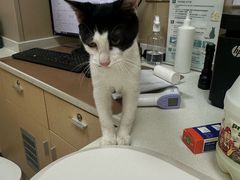 -瑞鹏宠物医院·超声·骨科·奇麟分院(蜀都万达店)