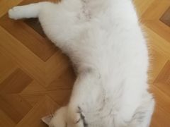 -MOYOYO猫咪咖啡店
