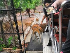 -清迈夜间动物园