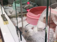 -糯米喵星人总部直营旗舰店·猫舍·幼猫出售
