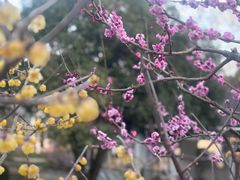 -无锡梅园公园