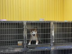 -瑞鹏宠物医院·内科·中兽医·骨科(苗圃店)
