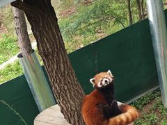 -大连森林动物园