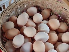 -马陆小张葡萄园农家乐