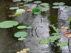 -石家庄市植物园
