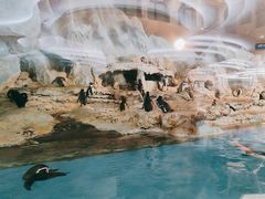 -帝企鹅自助餐厅•儿童岛•真企鹅(长隆企鹅酒店)