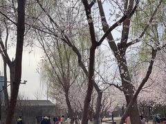 -春风习习