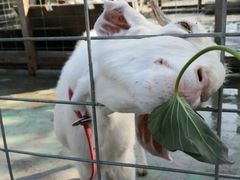 -前小桔亲子创意农场·草莓采摘·露营烧烤