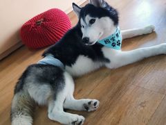 -Husky Go! 哈士奇体验馆·宠物咖啡厅狗咖