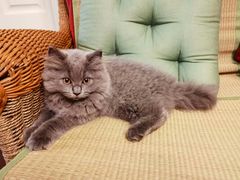 -东方名猫馆·英短金渐层布偶猫舍(环线广场1号楼店)