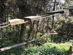 -铁山坪森林公园