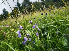-白草畔自然风景区