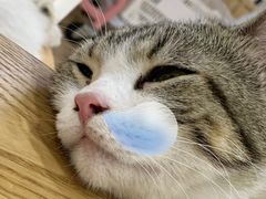 -李小姐の猫咖啡馆(五角场店)