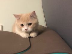 -达爱动物医院·犬猫分区·CT·复杂眼科(远洋山水分院)