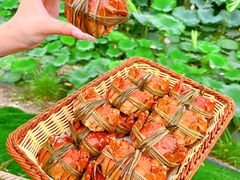-七的湖·晚芳亭·阳澄湖农家菜·大闸蟹(莲花岛店)