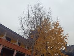 -胖娃古镇鸡杂(磁器口总店)