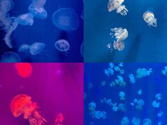 -福州罗源湾海洋世界旅游区