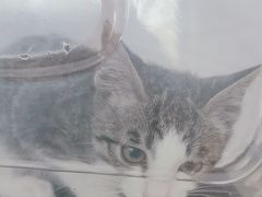 -纳吉亚猫专科动物医院·北北分院