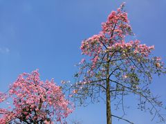 -广东花都香草世界旅游度假区