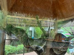 -野象谷景区