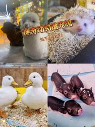 -神奇动物撸宠馆·羊驼·小浣熊·异宠(豫园店)