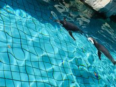 -上海野生动物园老虎餐厅