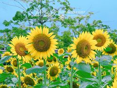 -二沙岛艺术公园