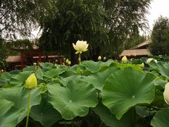 -白洋淀景区