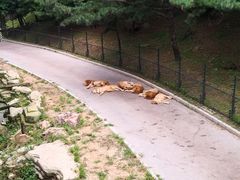 -大连森林动物园