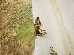 -西霞口神雕山野生动物世界