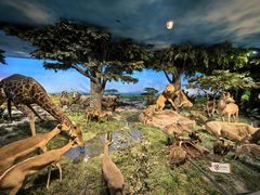 -国家自然博物馆