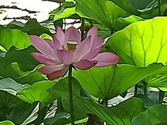 -大宁郁金香公园-停车场