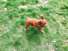 -翊宠yipet猫狗购宠庄园犬舍•猫舍