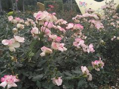 -人民公园(罗湖区)