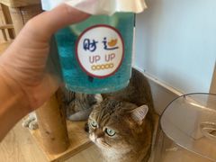 -有喵·猫咖·狗咖·30几只猫10只小狗(岗厦店)