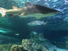 -悉尼海洋生物水族馆
