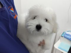 -momokira米努特·德文卷毛猫·棉花面纱犬