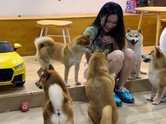 -南京Hallo宠物乐园·哈罗犬舍·柴犬繁育基地