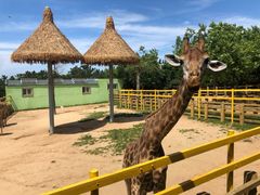 -西霞口神雕山野生动物世界