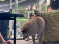 -the rug 飞毯 (朝阳公园店)