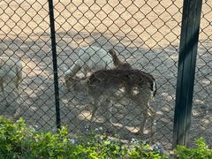 -北京麋鹿生态实验中心