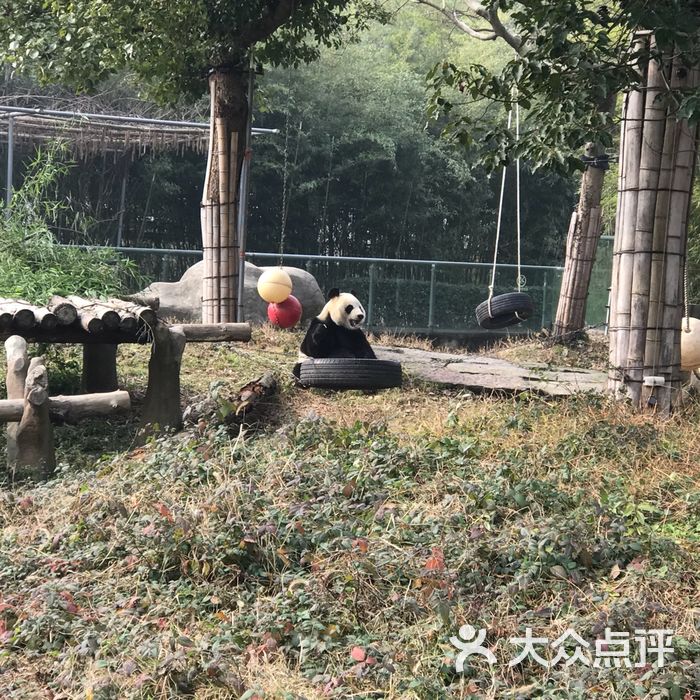 雅戈爾動物園圖片-北京動物園-大眾點評網