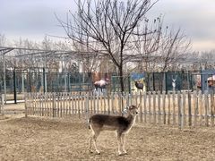 -北京麋鹿生态实验中心