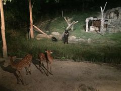-清迈夜间动物园