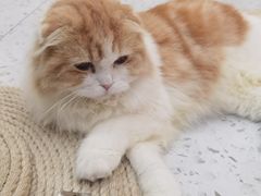 -喵园·猫主题咖啡厅·撸猫·猫咖(国贸店)