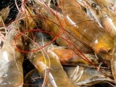 -吉布鲁牛排海鲜自助(温江合生汇店)