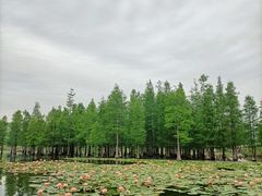 -白鹭湾湿地公园