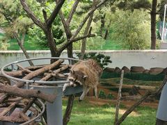 -西霞口神雕山野生动物世界