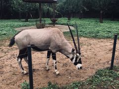 -大连森林动物园