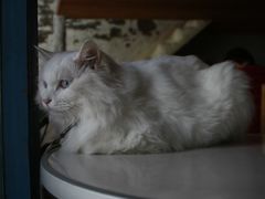 -Babycat私家御饼屋(龙头路一店)